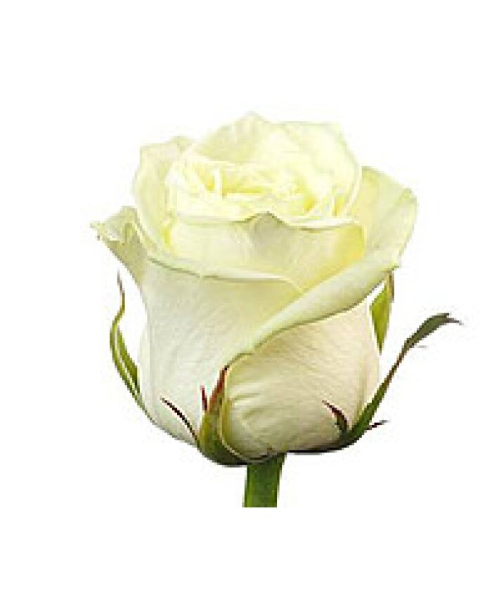 Роза сорт Уайт Наоми (White Naomi) белая 70 см