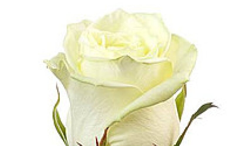 Роза сорт Уайт Наоми (White Naomi) белая 70 см