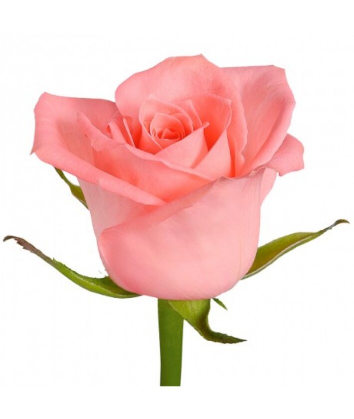 Роза сорт Анна Кариния (Anna Karina) розовая 70 см