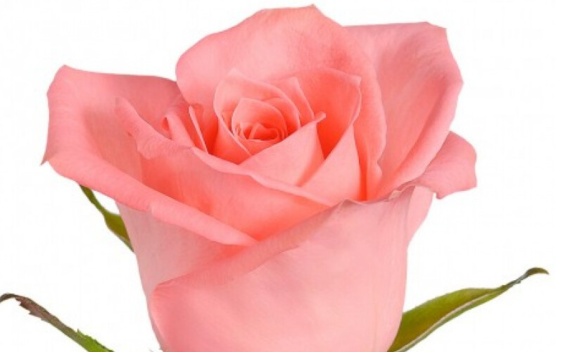 Роза сорт Анна Кариния (Anna Karina) розовая 70 см