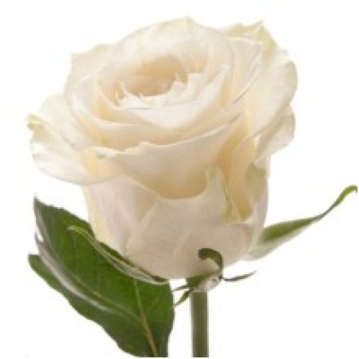 Роза Мондиаль 60 см