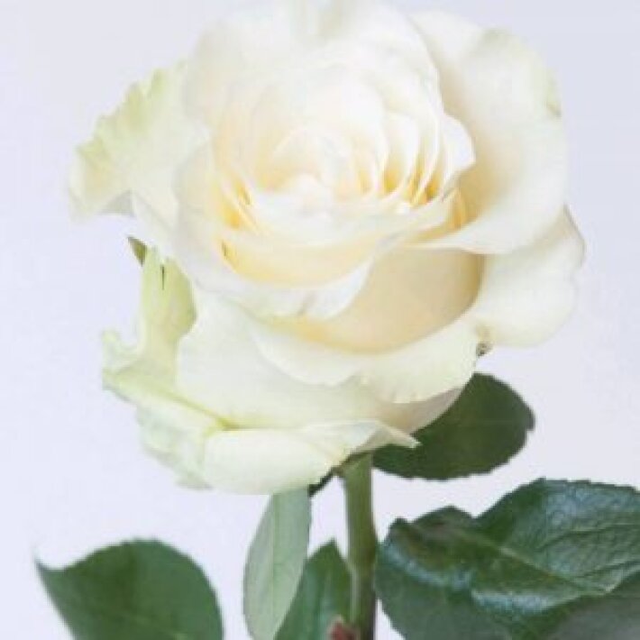 Роза белая Mondial 70см