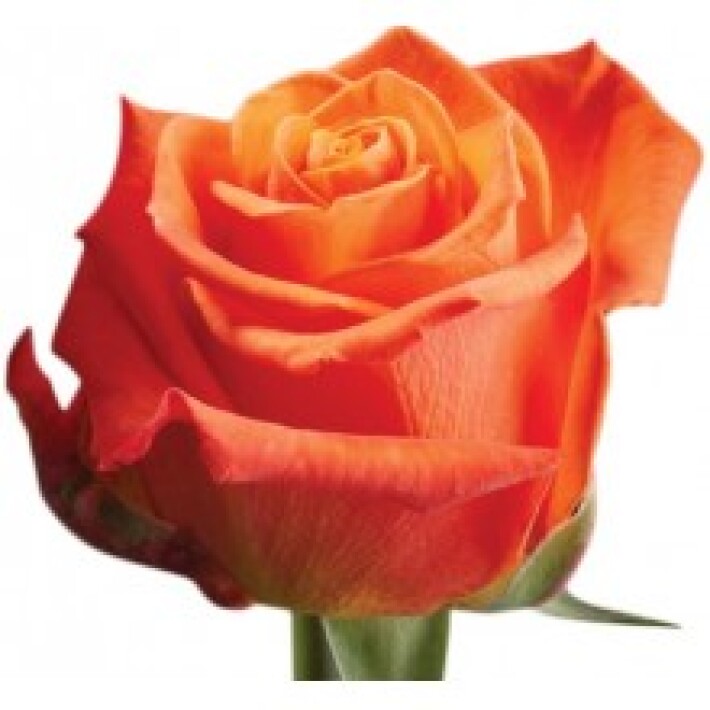 Роза Orange-Crush 65 см