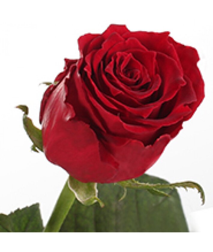 Роза сорт Ред Дизайер (Red Desire) красная 70 см