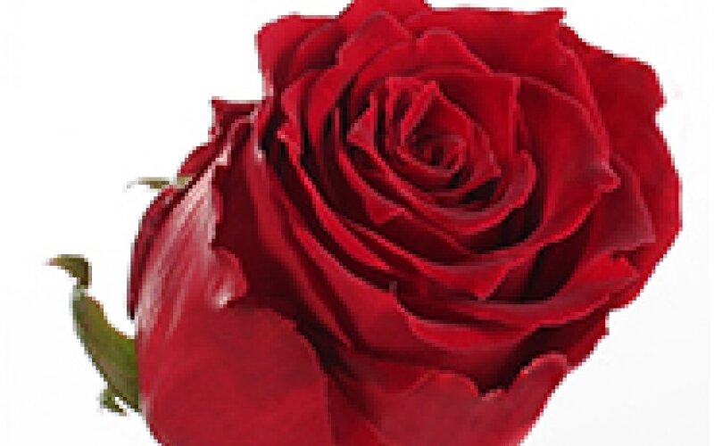 Роза сорт Ред Дизайер (Red Desire) красная 70 см