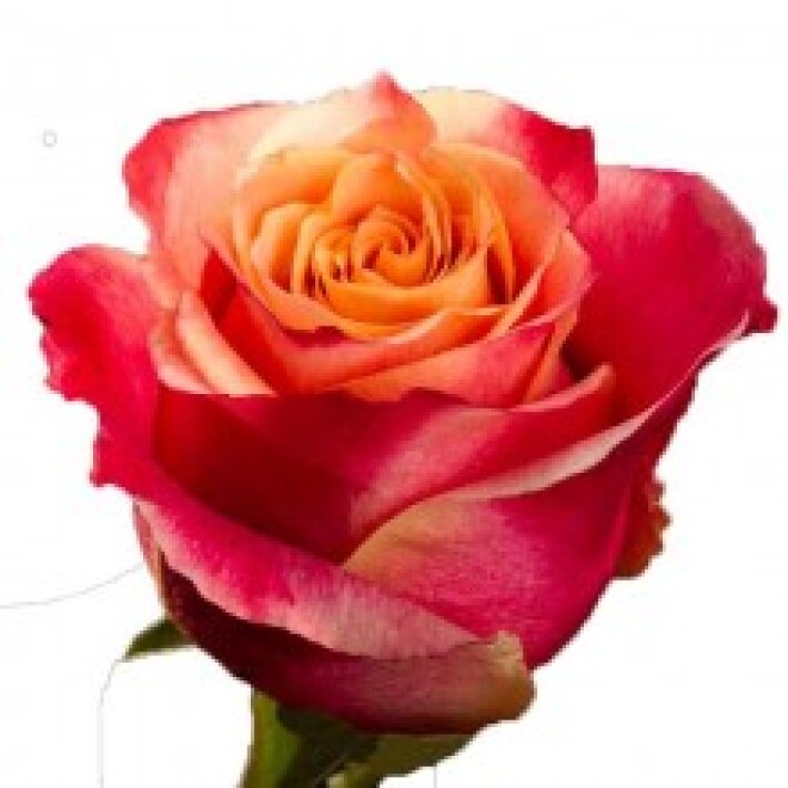 Роза 3D 60 см