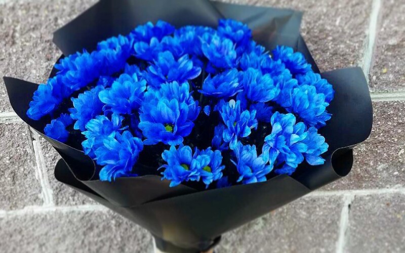 Букет из 51 синей ромашки (7 веток хризантем) в оформлении