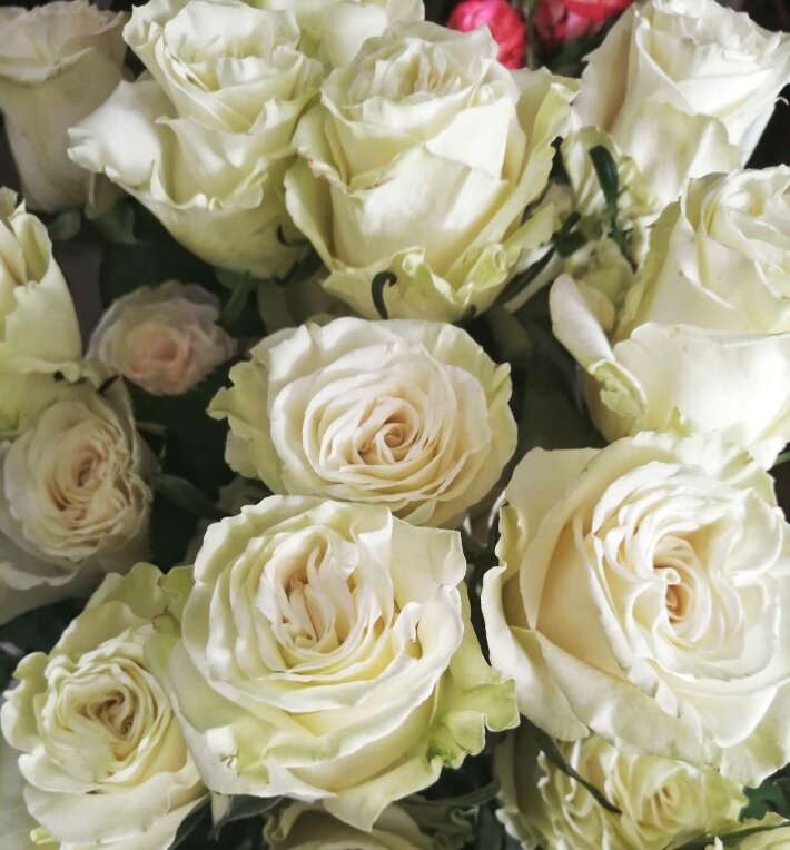 Роза белая «Мондиаль»
