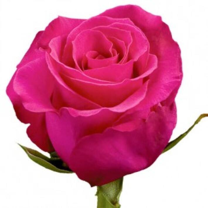 Роза Хот Леди 60 см