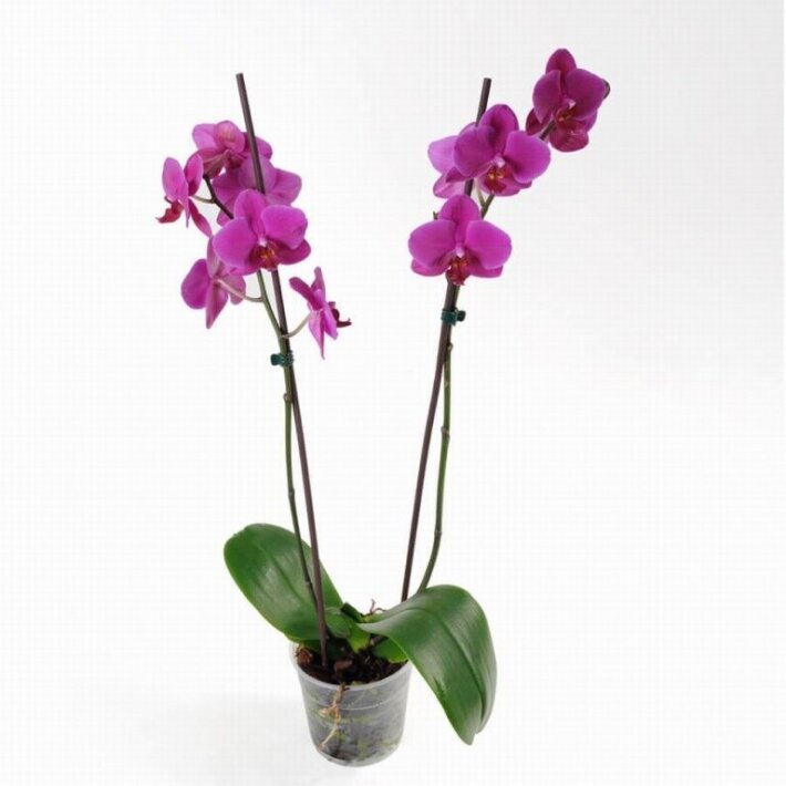 Орхидея Фалинопсис
