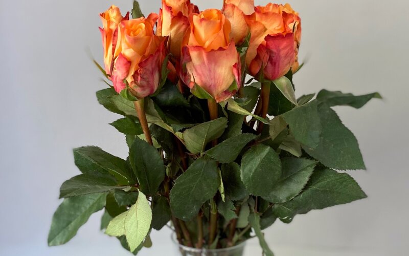 Роза 40 см оранжевая (Кения)