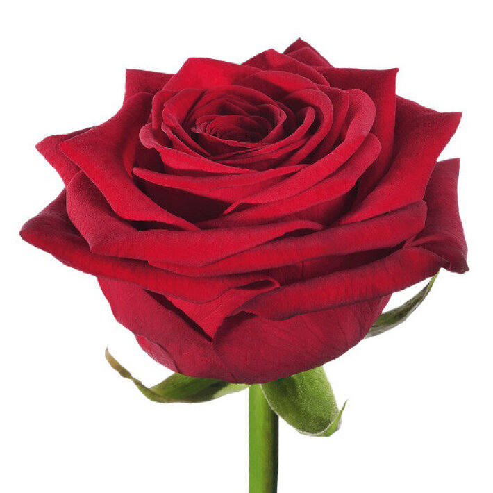 Роза «Red naomi»