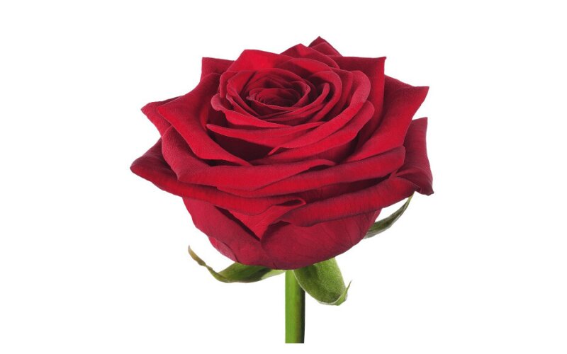 Роза «Red naomi»