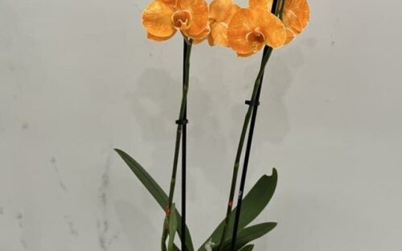 Оранжевая орхидея в горшке