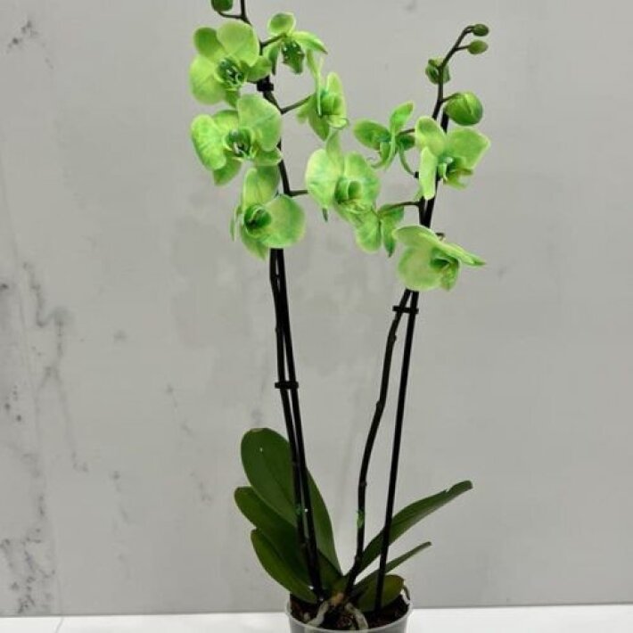 Зелёная орхидея в горшке