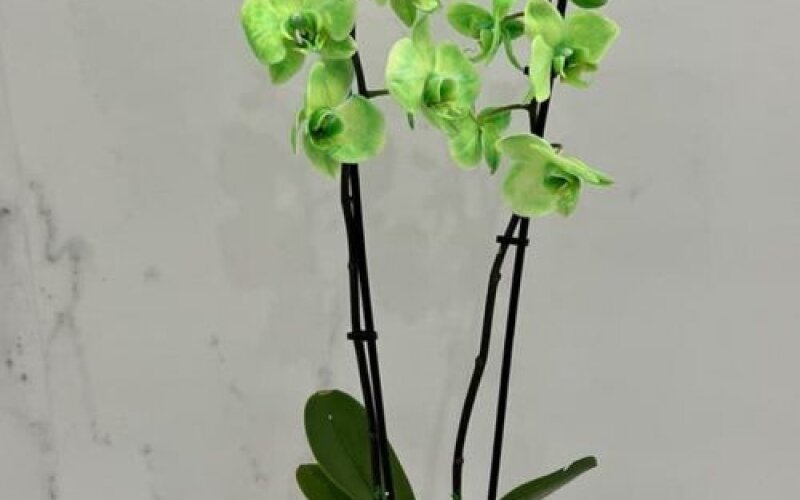 Зелёная орхидея в горшке