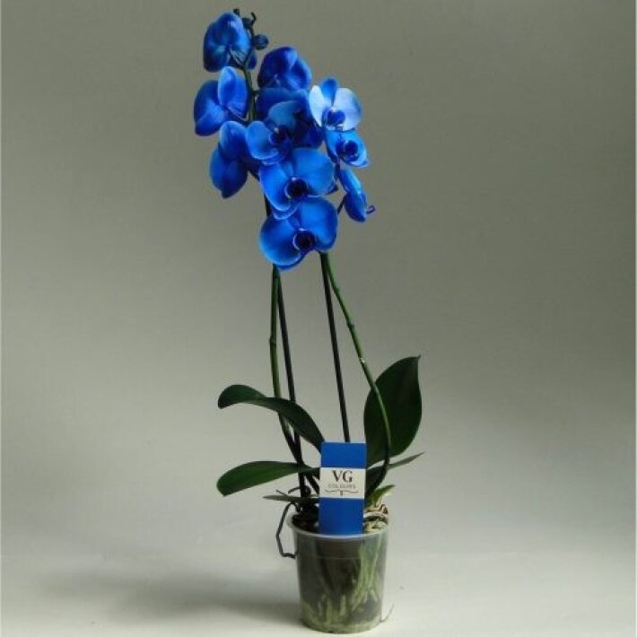 Синяя орхидея в горшке