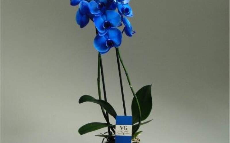 Синяя орхидея в горшке