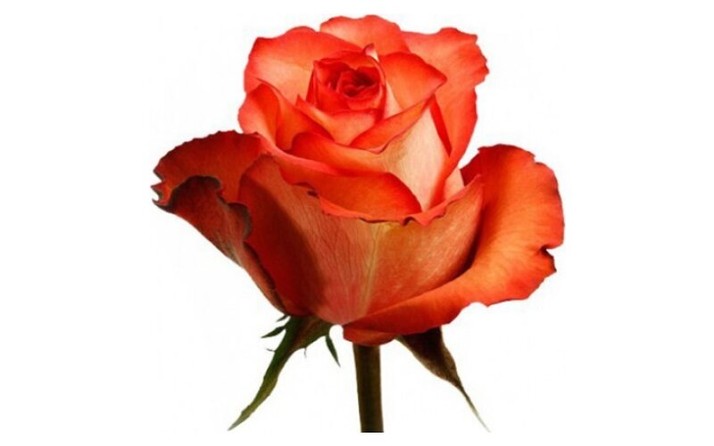 Роза «Игуана»