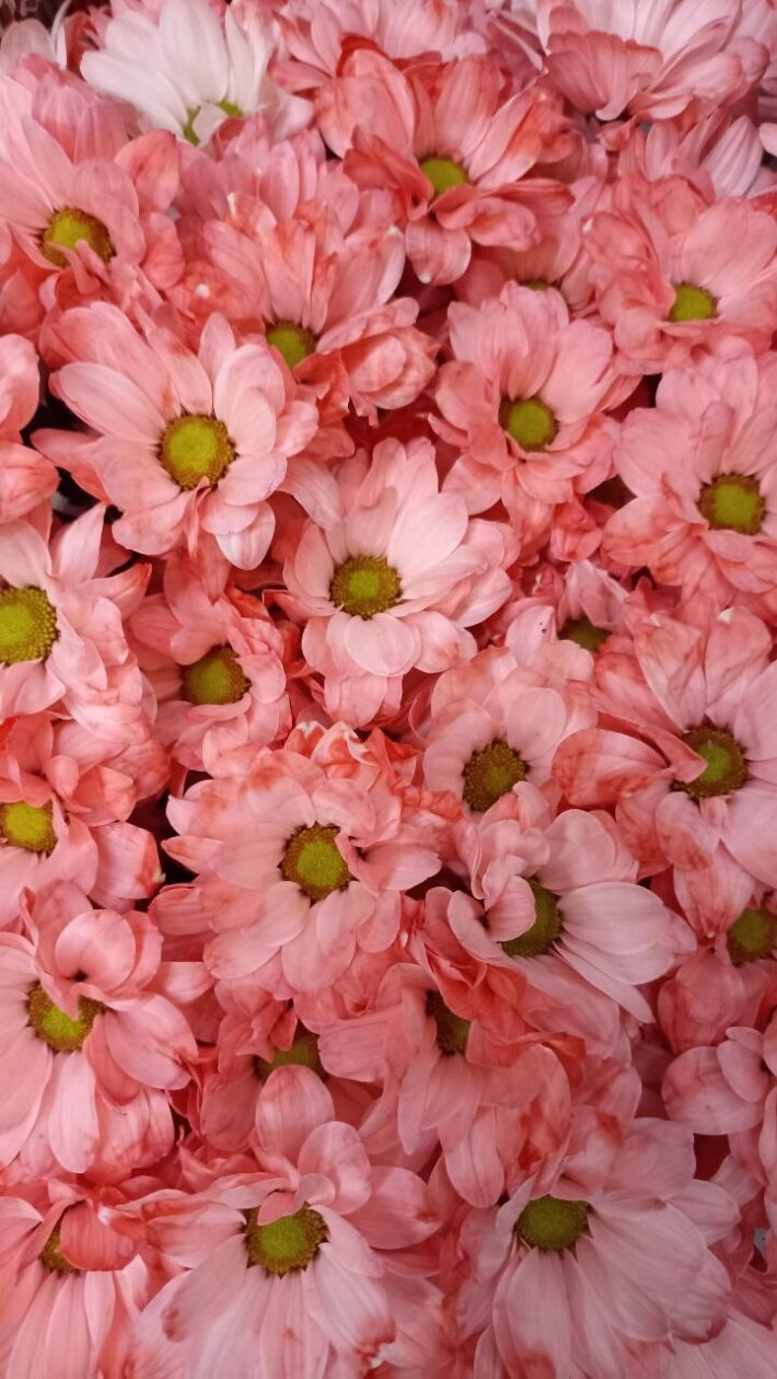 Хризантема ромашковая розовая