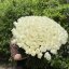 Букет из 151 белой розы 80 см