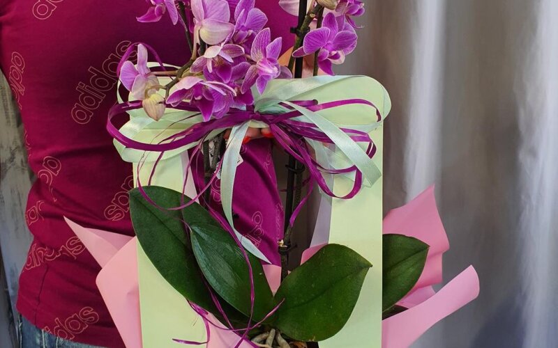 Орхидеи в подарочной сумочке