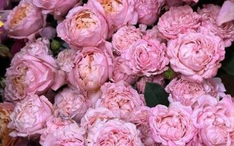 Роза «Кустовая пионовидная микс»