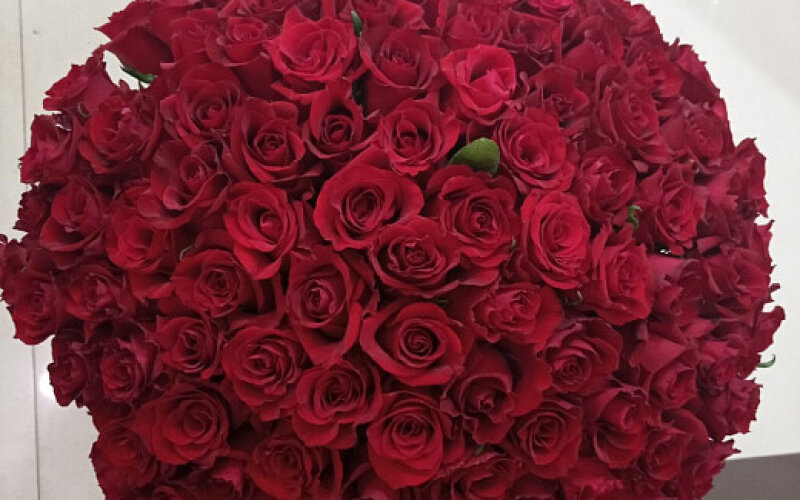 101 красная роза до 50 см