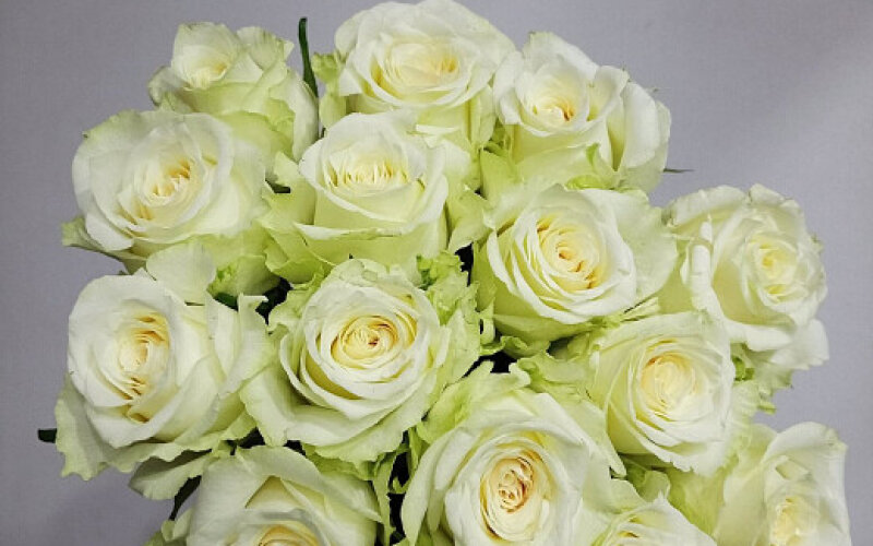 15 белых роз до 40 см